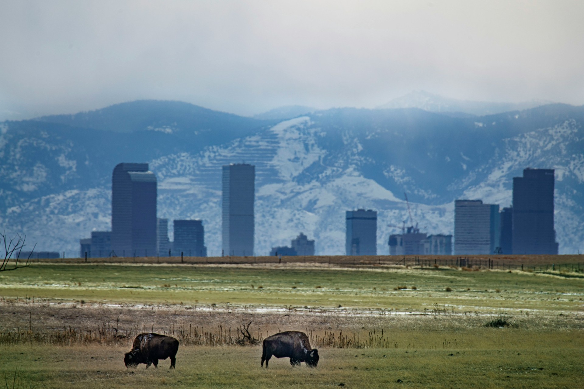 Denver, Colorado skyline with Rocky Mountains